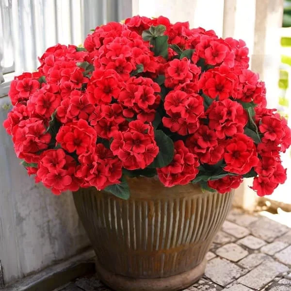 1/6/12/24-pack Konstgjorda Pelargoner, UV-beständiga Falska Blommor Utomhus Växter Dekor zhyz27031#SXY5