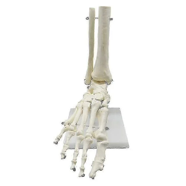 1:1 Människoskelett Fot Anatomi Modell Fot och Ankel Med Anatomisk Modell Anatomi Undervisningsresurs-dwdz FCDMF017446