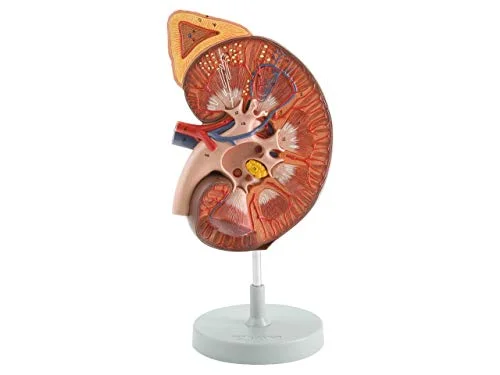 Gima 3 delad anatomisk modell av mänskliga kvinnliga könsorgan, demonterat handfat, 1 x förstoring 8032622464672